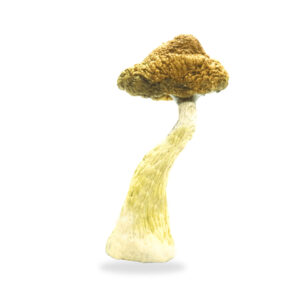 Golden teacher mushrooms